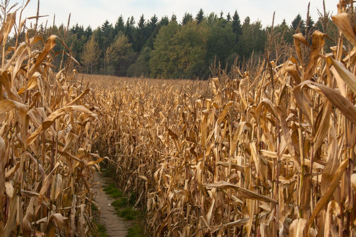 кукурузное поле осенью