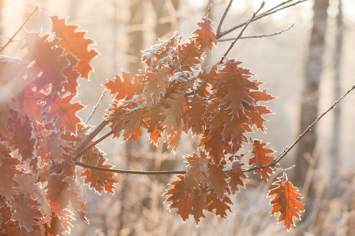 Резная листва молодого дуба в свете солнца