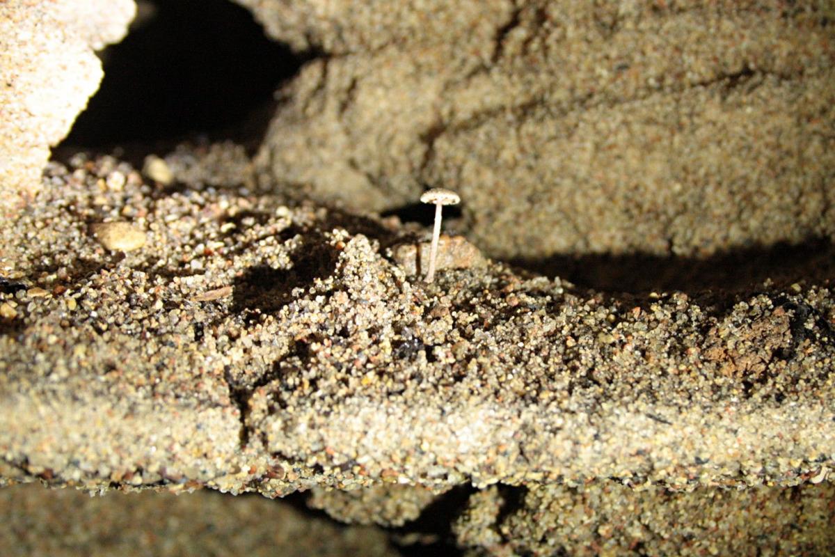 Маленький гриб выросший на стене пещеры