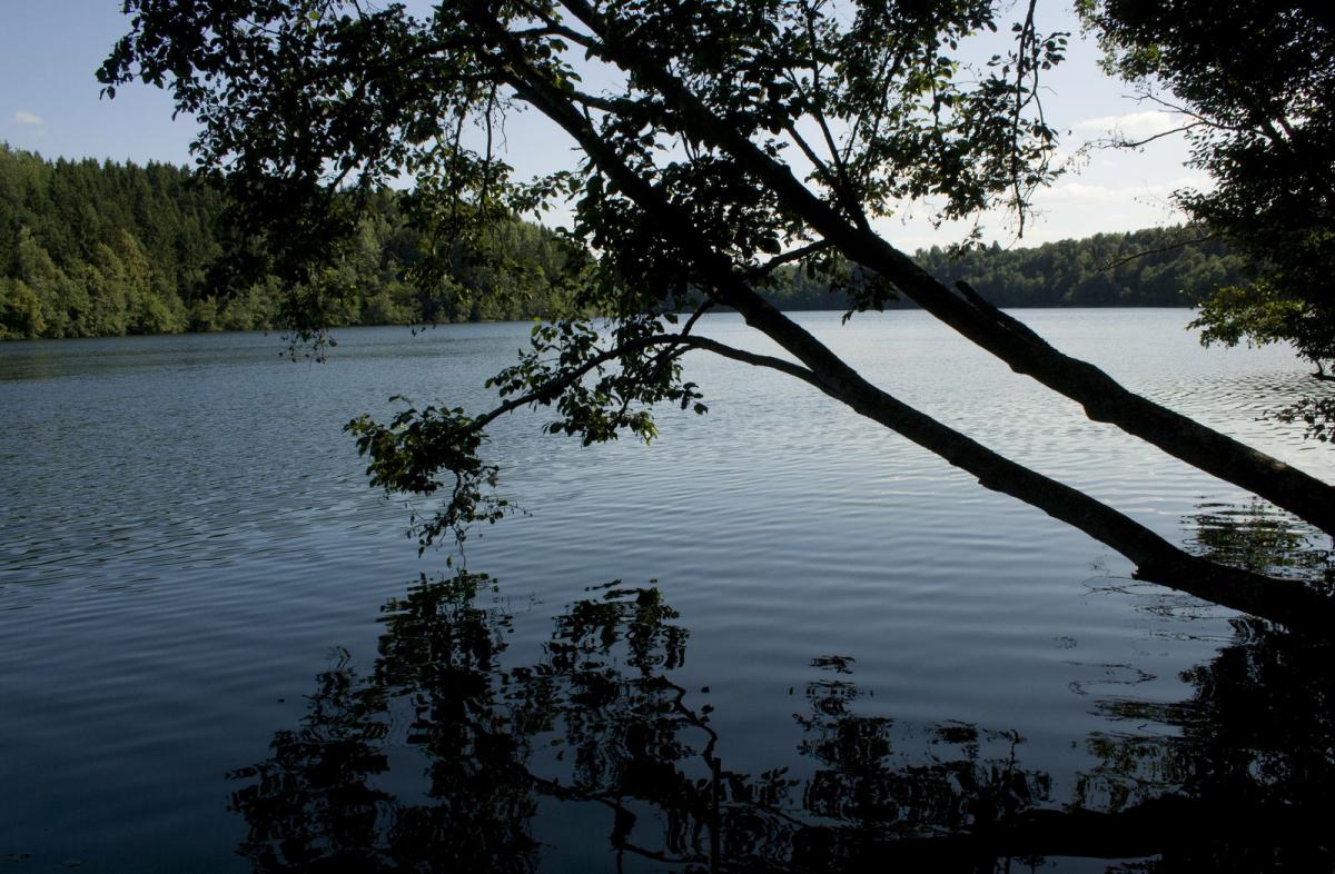 Два наклонённых дерева над водой озера