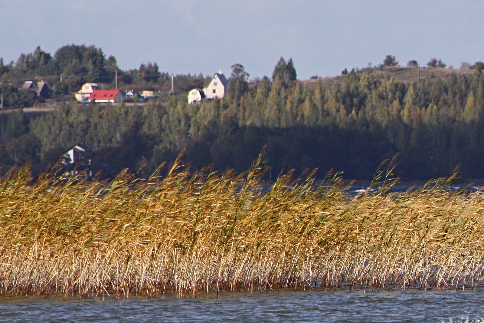 Пейзаж. Озеро Нарочь: тросник, вода, частные дома на берегу.