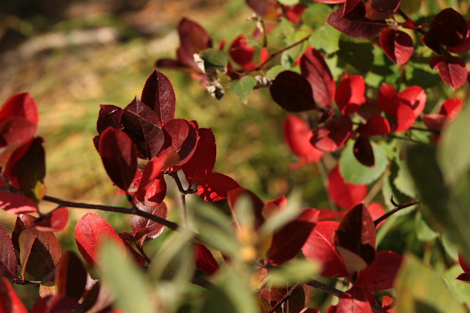 Осенняя листва красного цвета