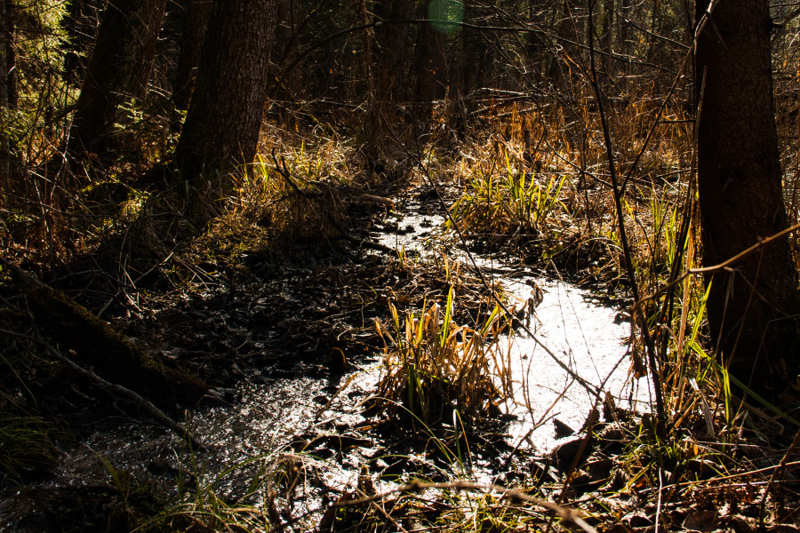 18-spring-stream-in-forest